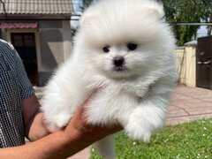 Catei Pomeranian