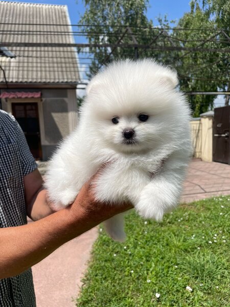 Catei Pomeranian