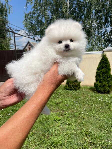 Catei Pomeranian