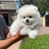 Catei Pomeranian